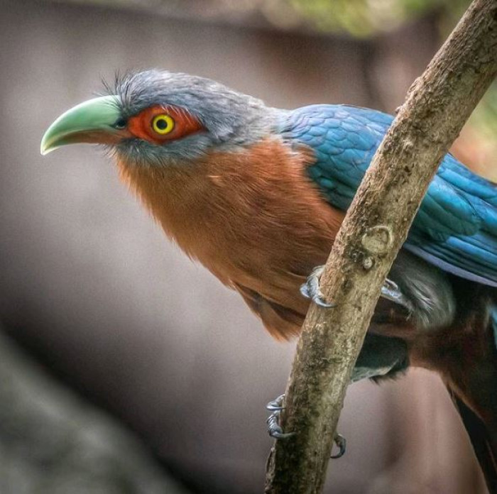 This species are pretty coÐ¼Ð¼on eÊ‹en at present tiÐ¼e, and there is no record of any declines or suÆ„stantial threats to tag its existence as endangered.
