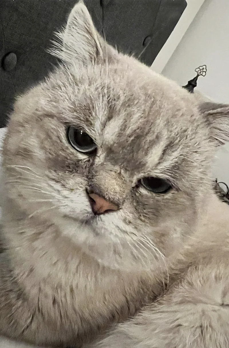 cat big cheeks