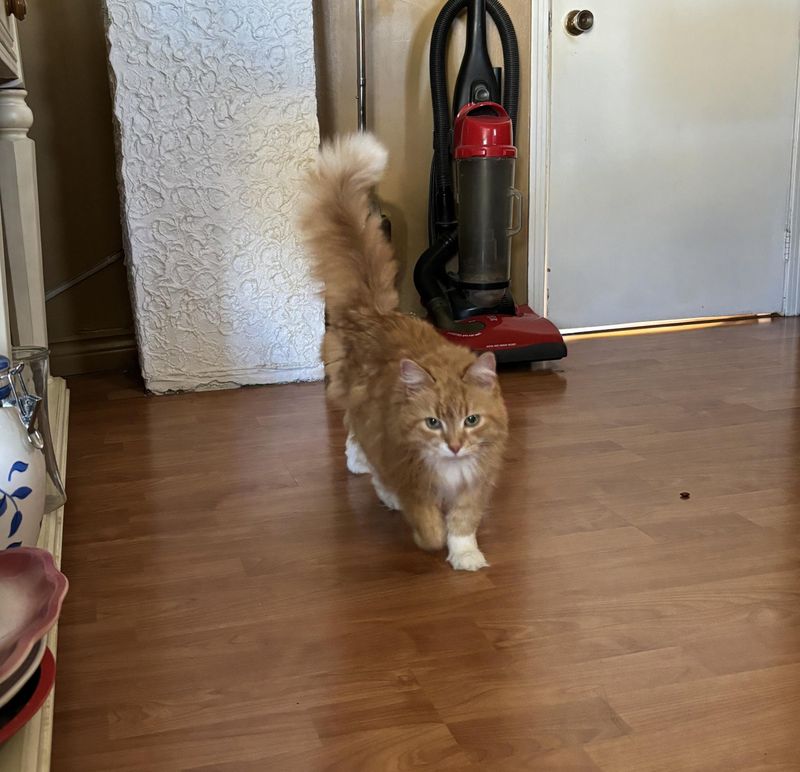 sweet orange cat