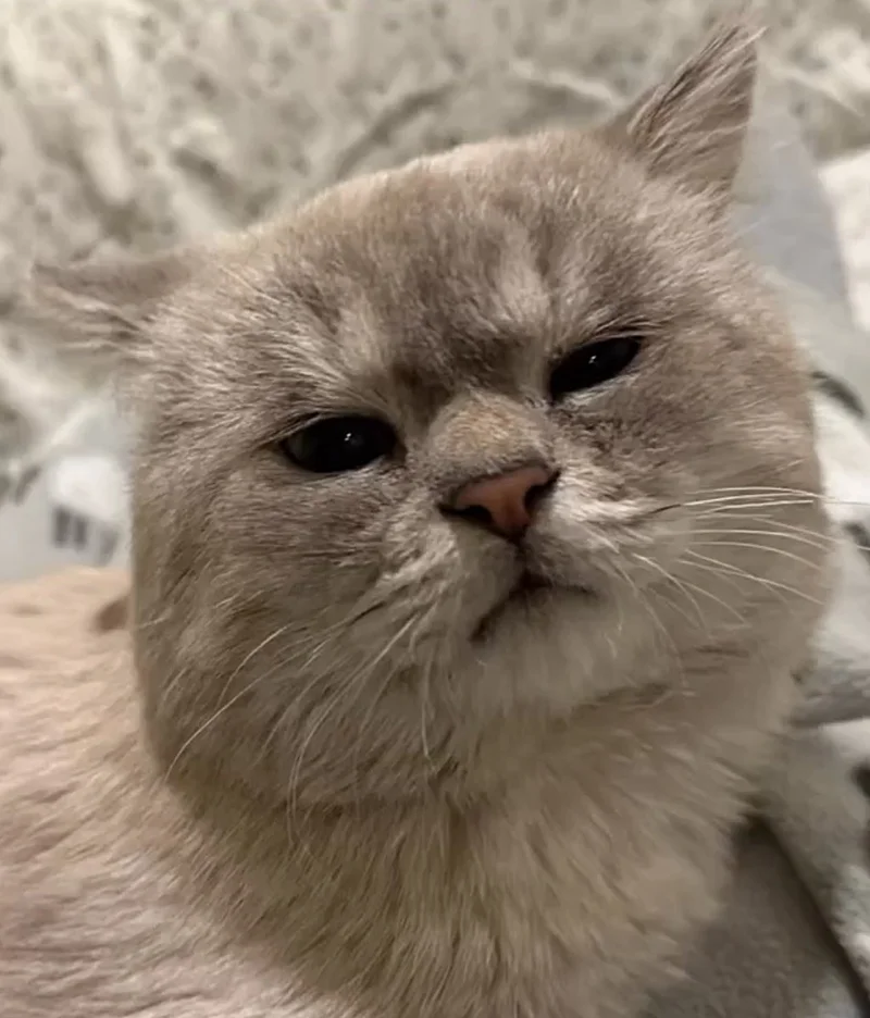 appa cat potato