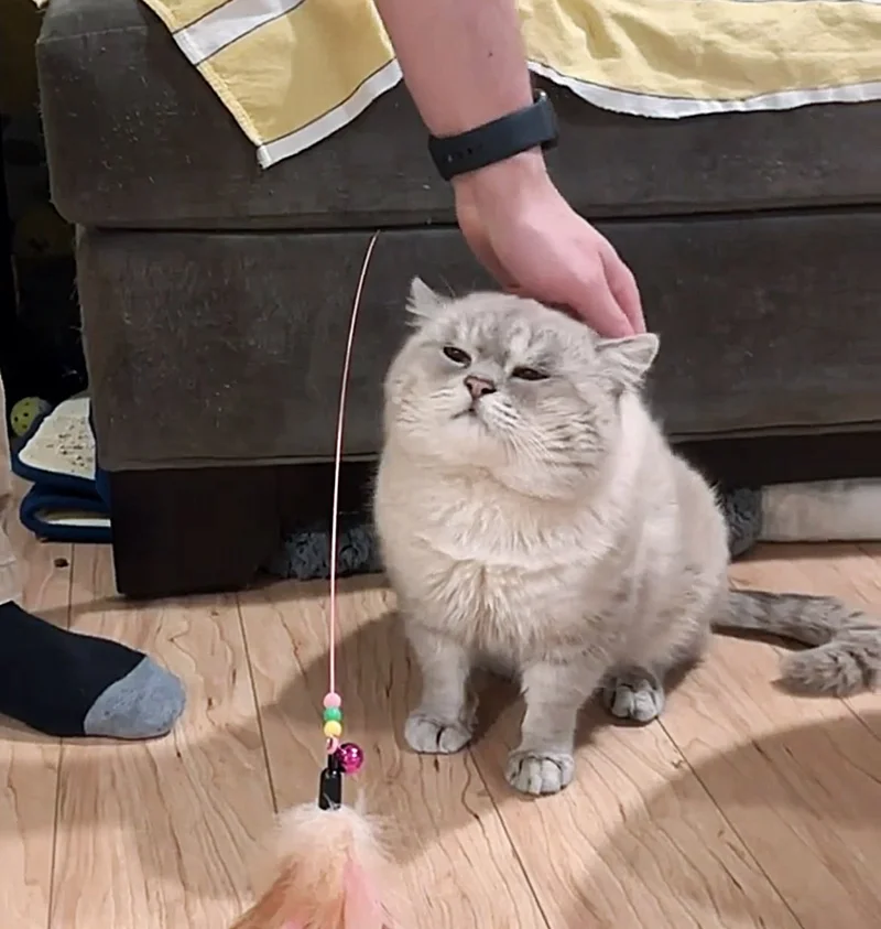 sweet cat cheeks